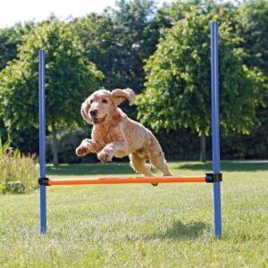 Agility aitaeste Trixie 123 x 115 cm