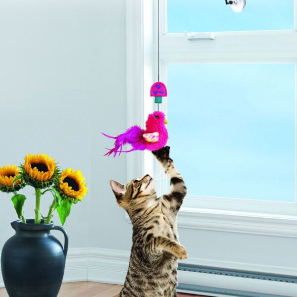 Kong Cat Connects Window Teaser