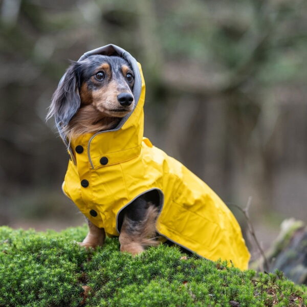 Koiran sadetakki Rukka Stream, keltainen